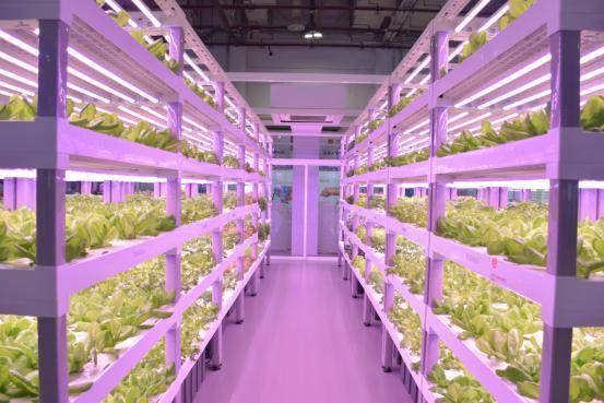 中科三安植物梦工厂 都市田园梦的缔造者