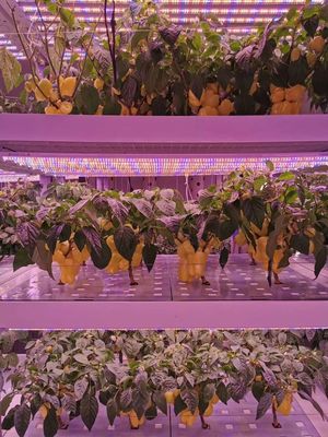 无人机播种、植物工厂还有多少农业黑科技值得期待?